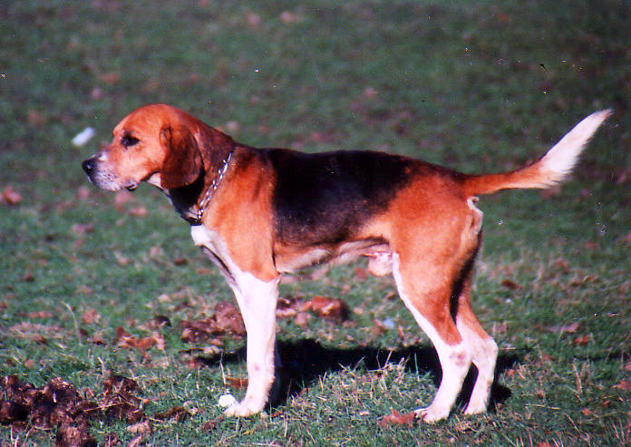 CH. Figaro De la lande mauve